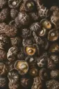 Shiitake (Lentinula edodes) 
