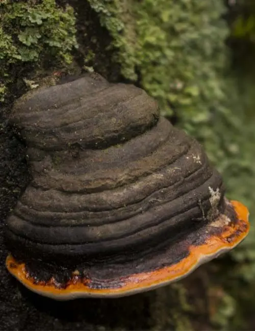 Chaga (Inonotus obliquus) 