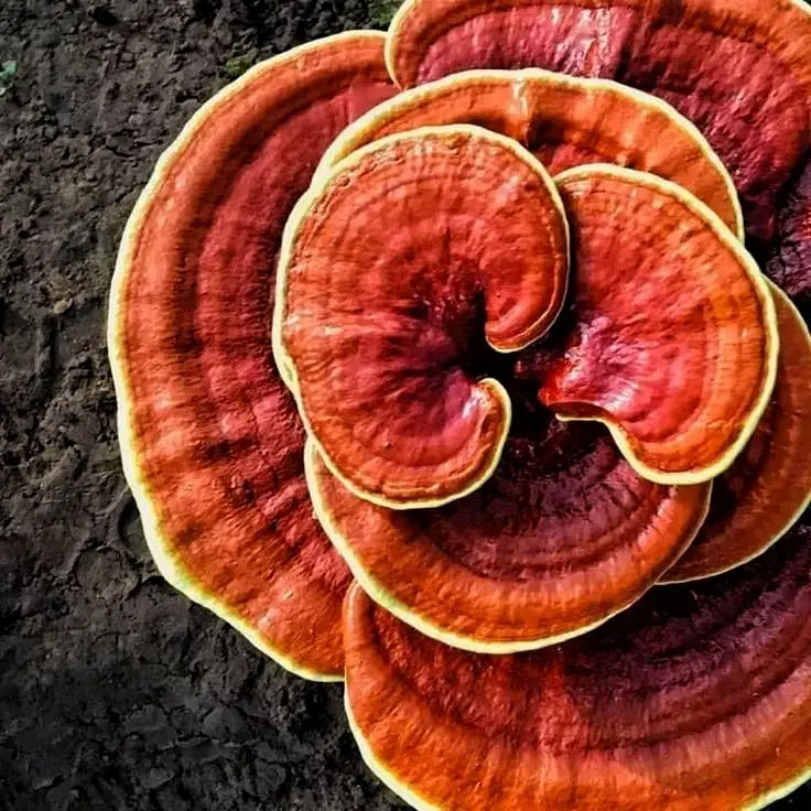 Reishi (Ganoderma lucidum) 