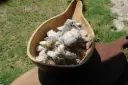 Copal blanco 1k