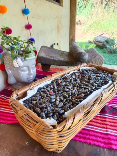 Semilla Cacao en oro