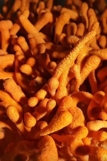 Cordyceps – Suplemento Alimenticio (30 Cápsulas de 1000 mg) 