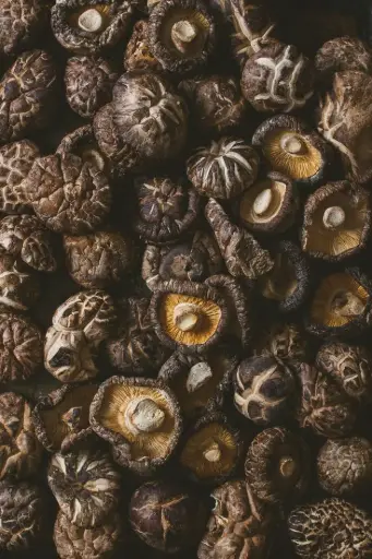 Shiitake (Lentinula edodes) 