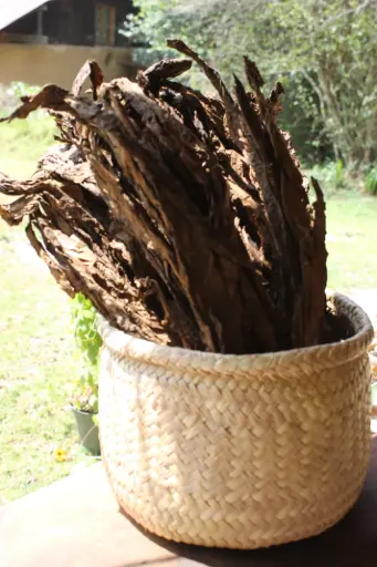 Tabaco Ceremonial